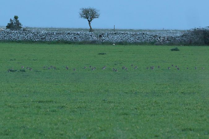 Piviere dorato  - Vito Giovanni Santantonio