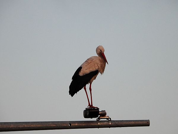 Cicogna bianca  - Giovanni Boano