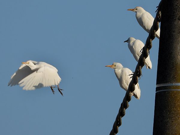 Airone guardabuoi  - Giovanni Boano
