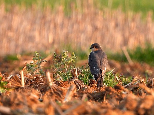 Sparviere  - Giovanni Boano
