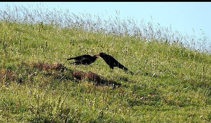 Gracchio corallino  - Federico Fanesi