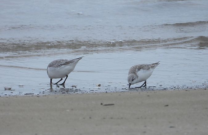 Sanderling  - Federico Fanesi