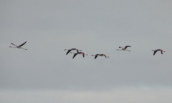 Fenicottero  - Federico Fanesi