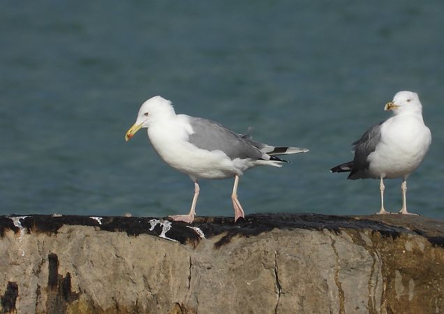 Gabbiano pontico  - Federico Fanesi