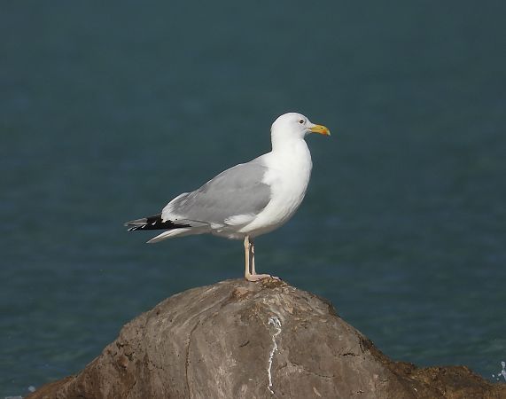 Goéland pontique  - Federico Fanesi