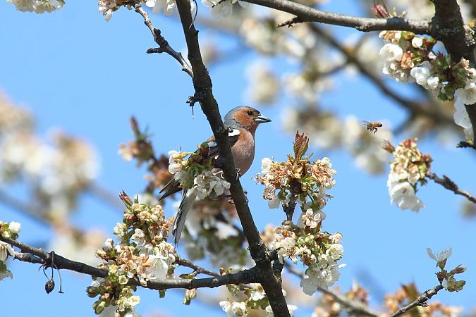 Fringuello  - Federico Fanesi