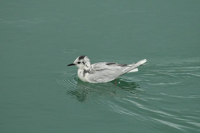 Gabbianello  - Federico Fanesi