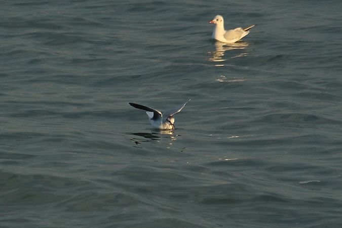 Gabbianello  - Federico Fanesi