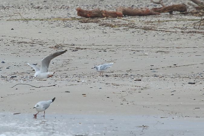 Gabbianello  - Federico Fanesi
