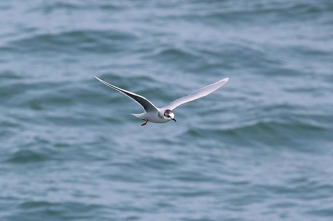 Gabbianello  - Federico Fanesi