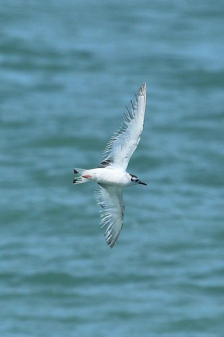 Gabbianello  - Federico Fanesi