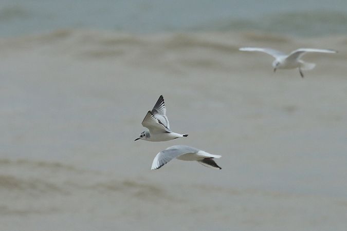 Gabbianello  - Federico Fanesi