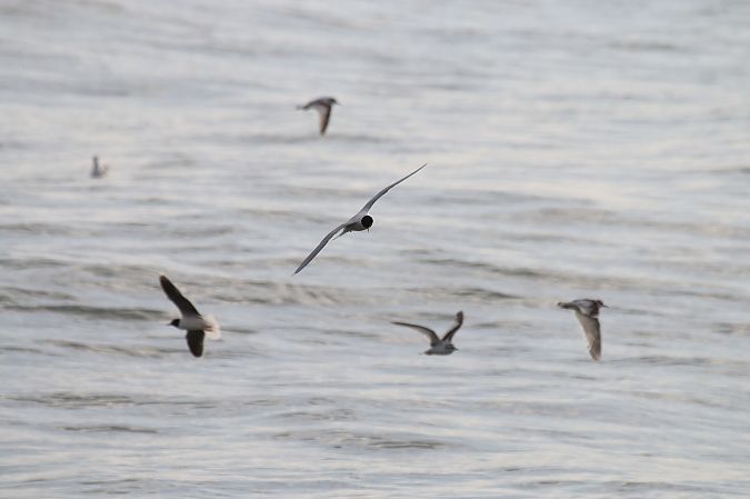 Gabbianello  - Federico Fanesi