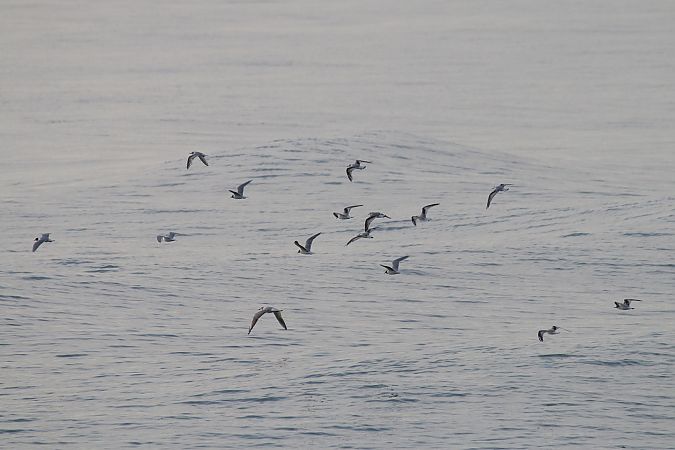 Gabbianello  - Federico Fanesi