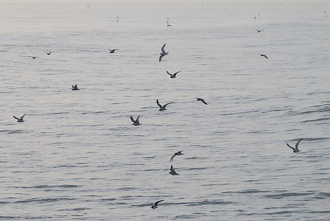 Gabbianello  - Federico Fanesi