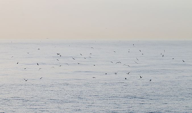 Zwergmöwe  - Federico Fanesi