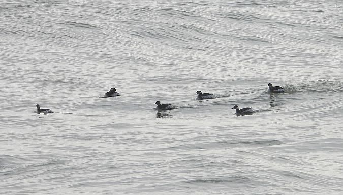 Svasso piccolo  - Federico Fanesi