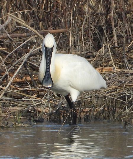 Spatola  - Federico Fanesi