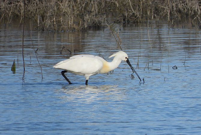 Eurasian Spoonbill  - Federico Fanesi