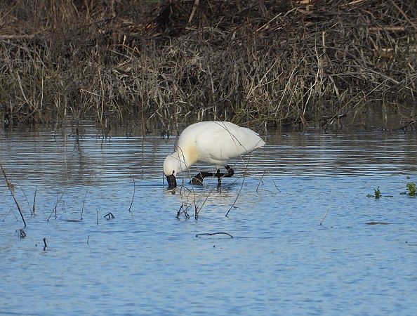 Spatola  - Federico Fanesi
