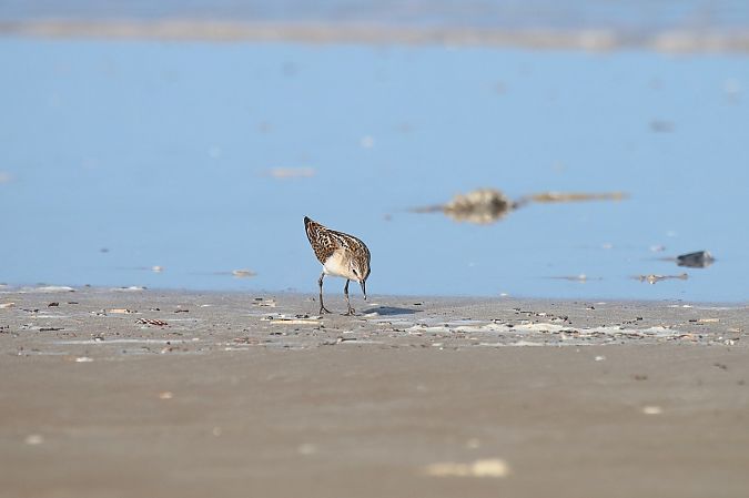Gambecchio comune  - Federico Fanesi