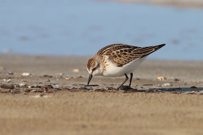 Gambecchio comune  - Federico Fanesi