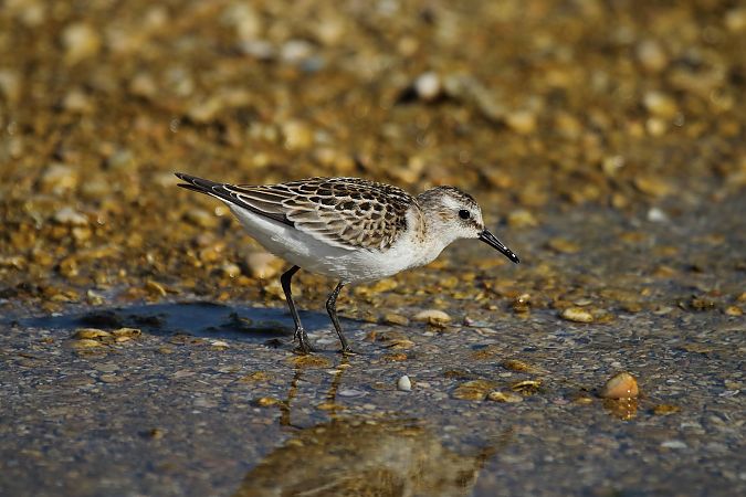 Gambecchio comune  - Federico Fanesi
