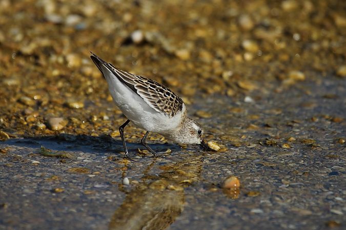 Zwergstrandläufer  - Federico Fanesi