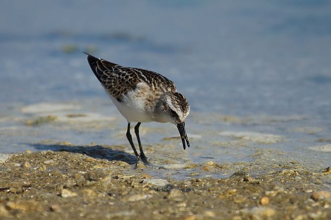 Gambecchio comune  - Federico Fanesi