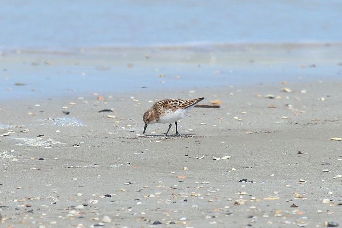 Gambecchio comune  - Federico Fanesi