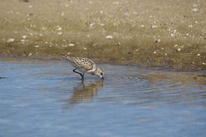 Gambecchio comune  - Federico Fanesi