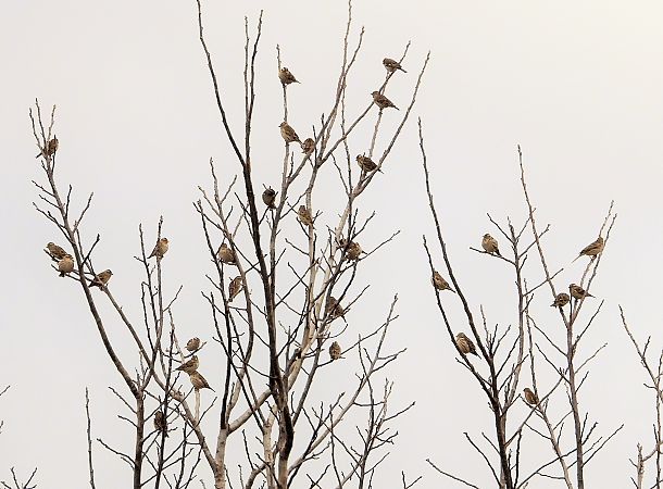 Passera lagia  - Bruno Santucci