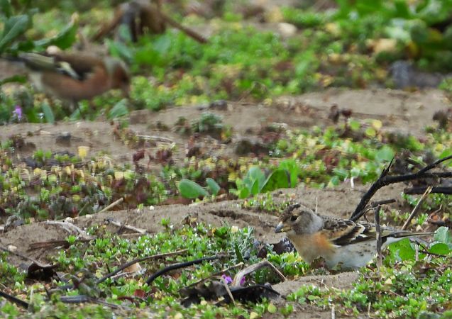 Peppola  - Bruno Santucci
