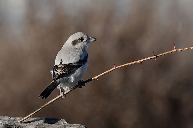 Averla maggiore beccopallido  - Clementina Musso