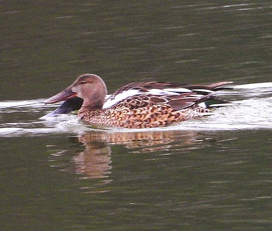 Mestolone  - Luciano Cavassa
