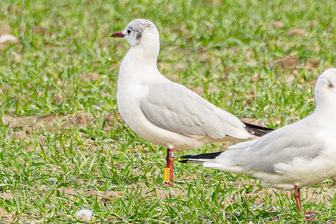 Gabbiano comune  - Carlo Emanuelli