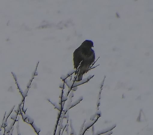 Poiana  - Fabio Angeli