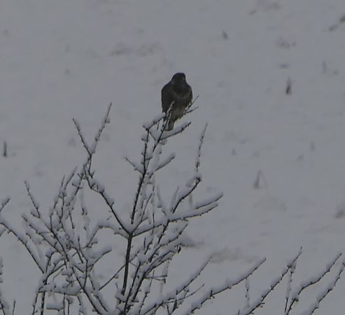 Poiana  - Fabio Angeli