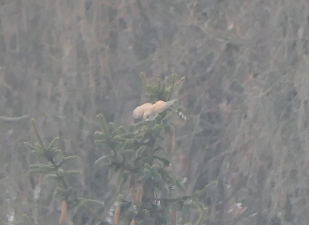 Gheppio  - Fabio Angeli