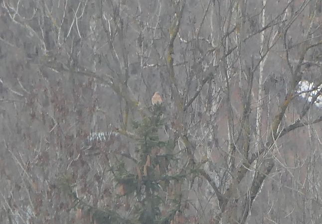 Gheppio  - Fabio Angeli