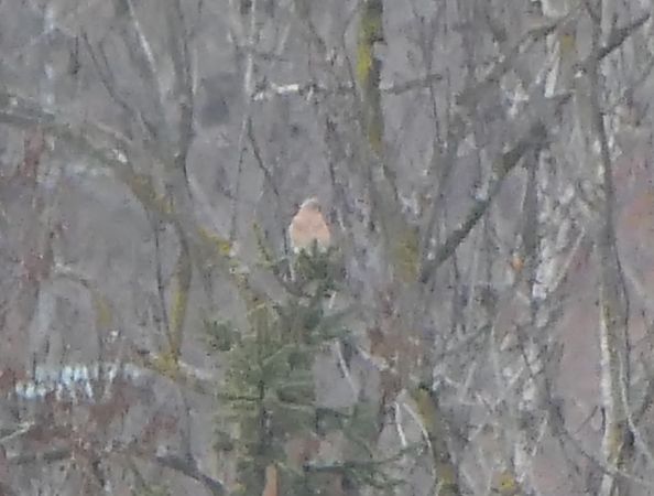 Gheppio  - Fabio Angeli