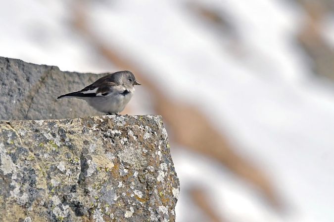 Fringuello alpino  - Giovanni Fontanesi