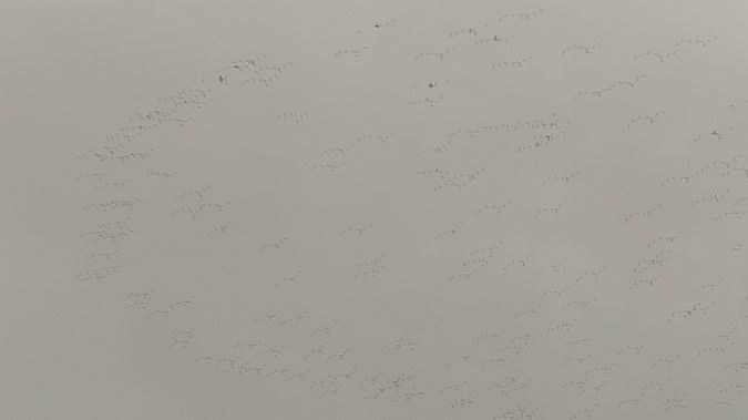 Piviere dorato  - Riccardo de Santis