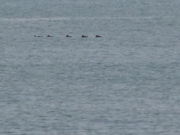 unbestimmter Vogel  - Riccardo de Santis