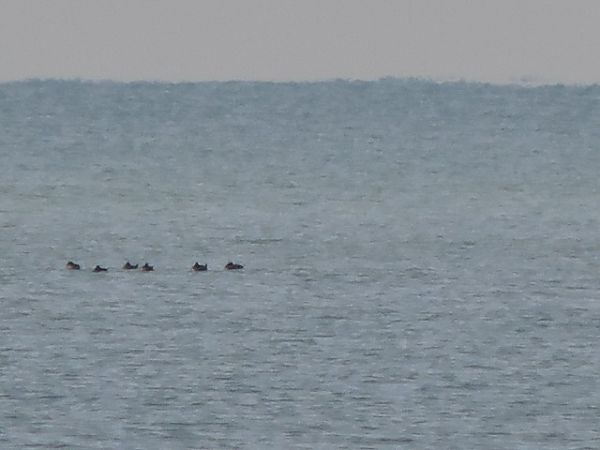 Uccello indeterminato  - Riccardo de Santis