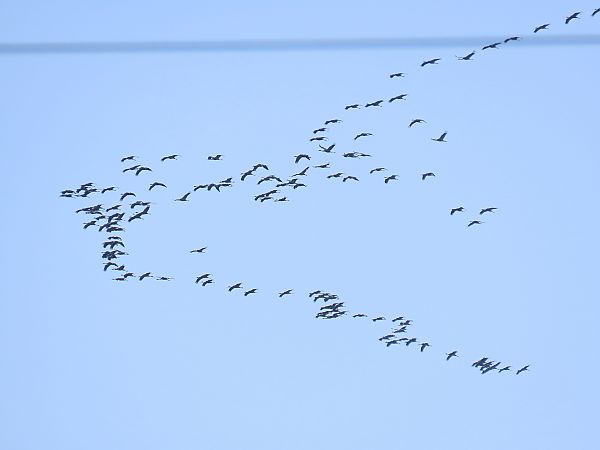 Gru  - Francesco Scarton