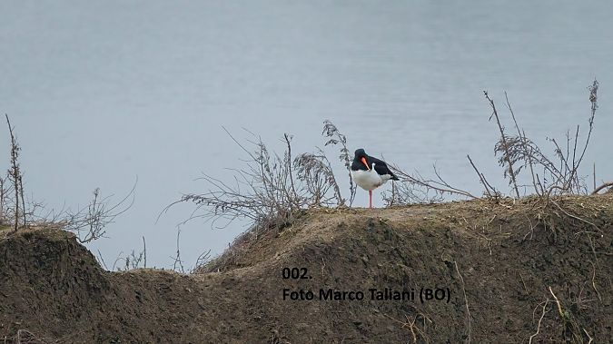 Beccaccia di mare  - Giorgio Leoni