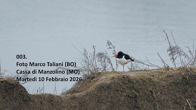 Beccaccia di mare  - Giorgio Leoni