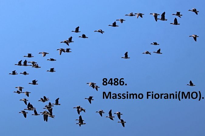 Oca lombardella  - Giorgio Leoni