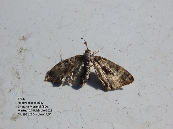 Heterocera sp.  - Giorgio Leoni